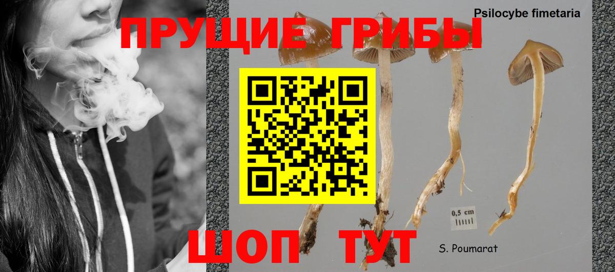 Тавда  Галлюциногенные грибы ЛСД  Вход с VPN 